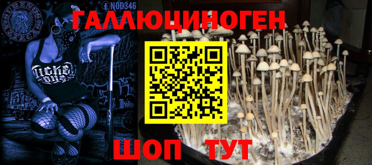 Галлюциногенные грибы MAGIC MUSHROOMS  Вход с VPN  Галлюциногенные грибы MAGIC MUSHROOMS  дарнет шоп  Брянск 