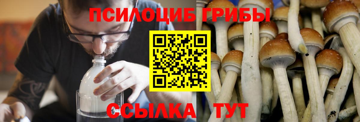 Псилоцибиновые грибы прущие грибы Брянск